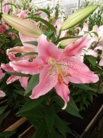 [4314 Pink Robe GA No02.JPG]